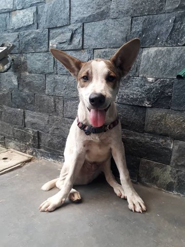 Ibizan Hound Mix Puppy Adopted - 6 Months, Jacob from ...
