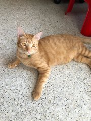 Catz Two-adopted - Oriental Short Hair + Domestic Short Hair Cat