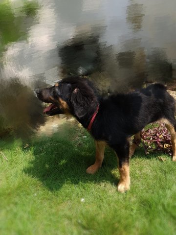 Rottweiler Mix - Rottweiler + German Shepherd Dog Dog