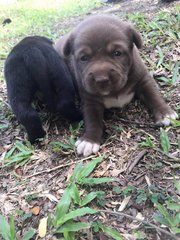 boy (black) and girl (hazel/brown)