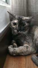 Twoface - Domestic Short Hair Cat
