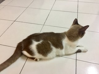 Abang - Snowshoe Cat