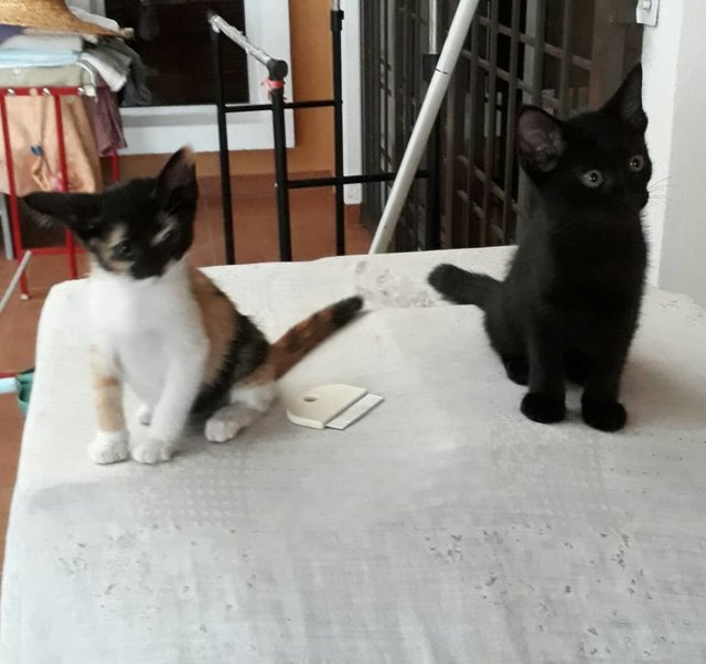 2 Kittens, 2 Months Old, Kl/sban Areas - Calico + Domestic Medium Hair Cat