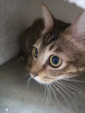 Stripe Ball &amp; Orange Ball - Domestic Short Hair Cat