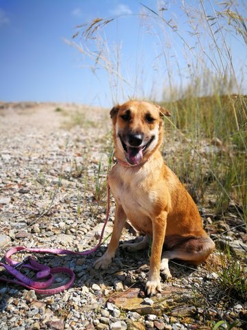 Lady Kuk-po - Mixed Breed Dog