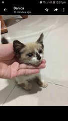 Jamie - Siamese + Domestic Medium Hair Cat
