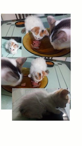 16 . 9 . 2018 - Domestic Medium Hair Cat