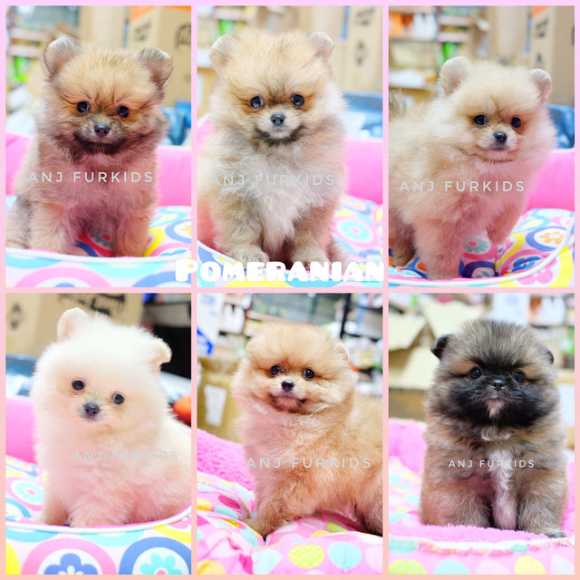 Quality Pomeranian Puppies - Pomeranian Dog