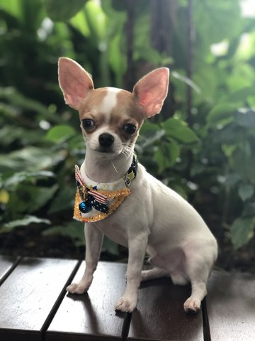 Popeye - Chihuahua Dog