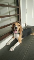 Yogi The Beagle Lost Please Help! - Beagle Dog