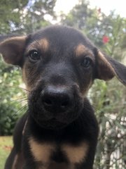 Perth - Mixed Breed Dog