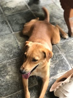 Penny - Mixed Breed Dog