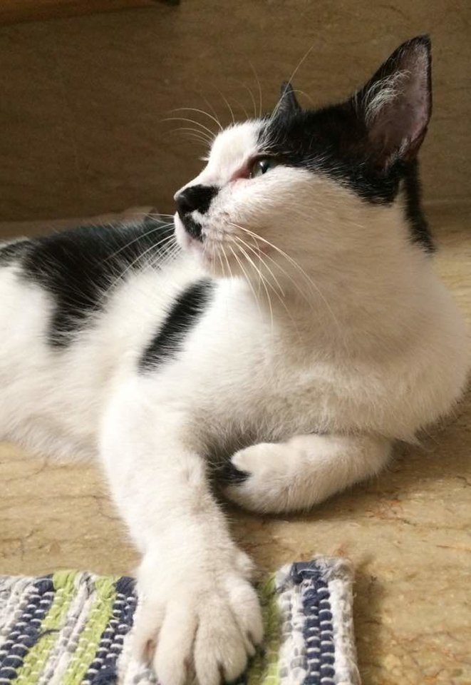 Domestic Medium Hair Cat Adopted 7 Years 11 Months Maggie From Kuala domestic-medium-hair-cat-adopted-7-years-11-months-maggie-from-kuala