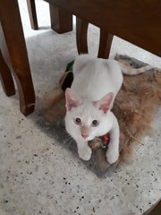 Blue Eyes Fatty 😍 - Domestic Short Hair Cat