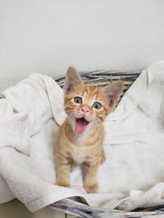 Ginger Kitty - Domestic Medium Hair Cat