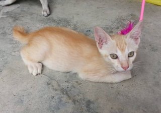 Sunny - Domestic Short Hair Cat