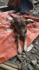 4 Puppies And Mum - Mixed Breed Dog