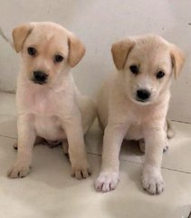 Puppies For Adoption - Mixed Breed Dog