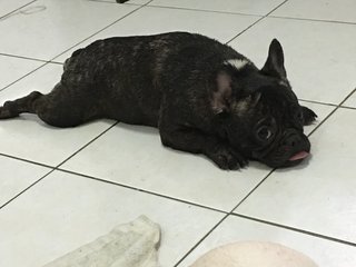 Filo  - French Bulldog Dog