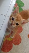 Sunny And Dot - Domestic Short Hair Cat
