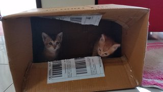 At 4 weeks in a box