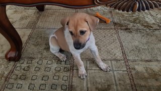 Hazel - Mixed Breed Dog