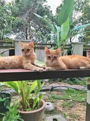There are two of them. Both are neutered and you can adopt them separately 