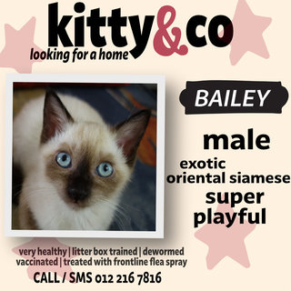 Bailey - Siamese + Domestic Short Hair Cat