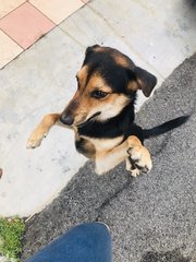 Boy - Mixed Breed Dog