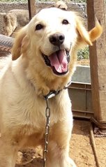 Jeremy - Golden Retriever Mix Dog