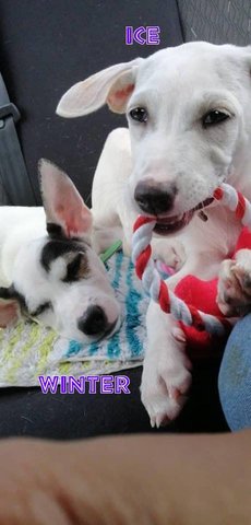 Winter &amp; Ice - Mixed Breed Dog