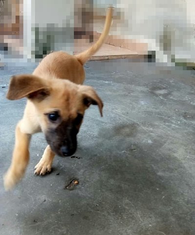 Brownie - Mixed Breed Dog