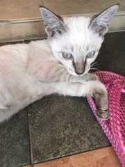 Blue Eyes Kitty - Siamese Cat