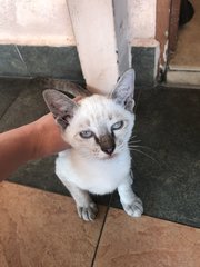 Blue Eyes Kitty - Siamese Cat
