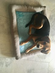 Vincii  - Beagle Mix Dog