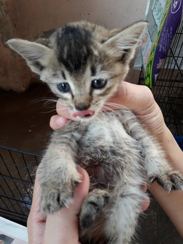 Si Kelabu - Oriental Short Hair Cat