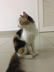 Gigi - Domestic Short Hair Cat