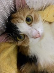 Gigi - Domestic Short Hair Cat