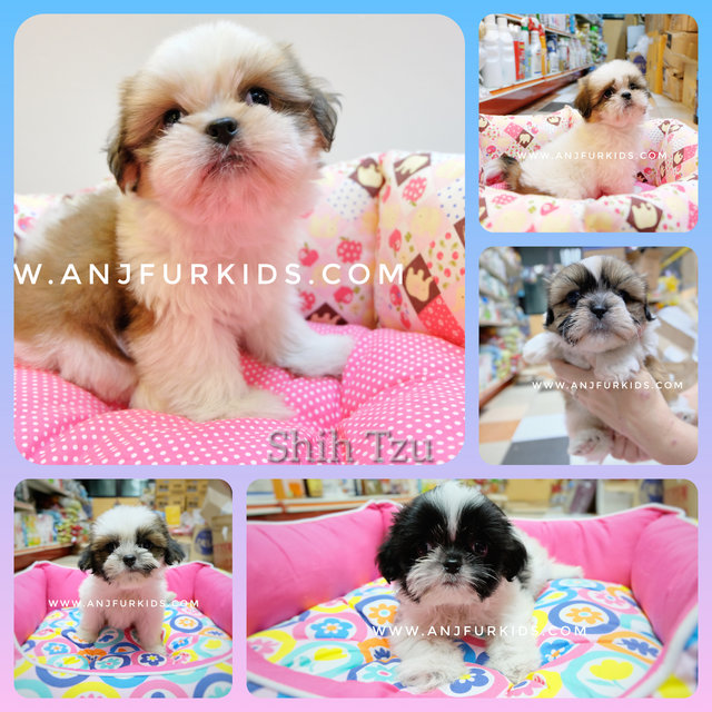 Shih Tzu Puppies Sold 2 Months, Quality Shih Tzu Pruppies from Subang