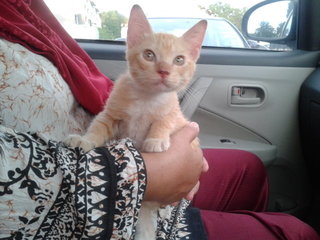 Kitten on a road trip