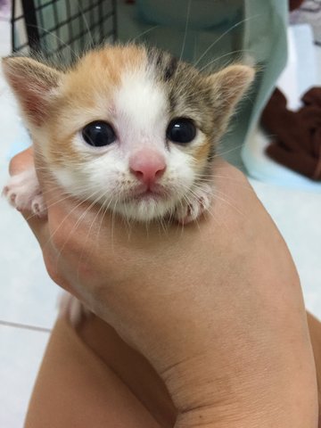 Marble - Domestic Short Hair Cat