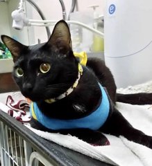 Blackie at the clinic - recent photo 