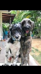 Hana And Aria - Poodle + Shih Tzu Dog