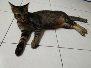 Tim Tam - Domestic Medium Hair Cat