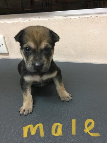 Male B2 - Mixed Breed Dog