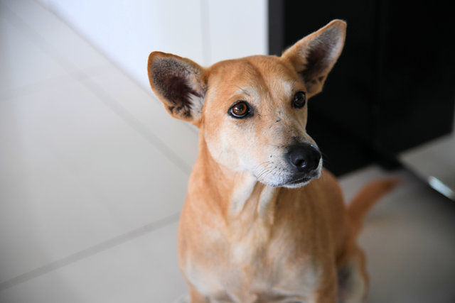 Zari - Has Been Adopted :) - Mixed Breed Dog