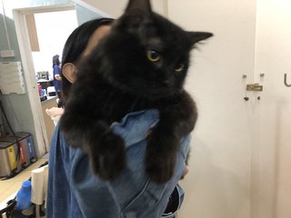 Blacki Boy - Domestic Medium Hair Cat