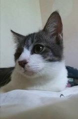 Larrie  - Domestic Short Hair Cat