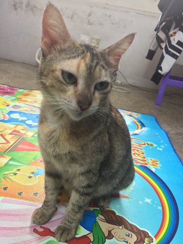 Peppa - Domestic Short Hair Cat