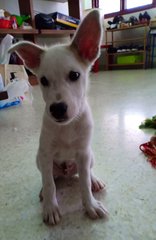 Whittie (Bai Bai) - Mixed Breed Dog